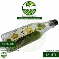Bibit Anggrek Bulan Mini dalam Botol Anggrek Premium
