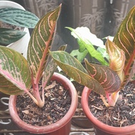 red sumatra aglaonema daun 5-6 