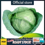 Biji Benih sayur Kobis / Cabbage vegetable seeds (Kubis)