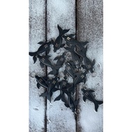 " ORCA " Keychain RVB