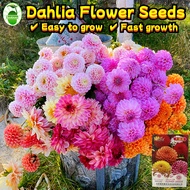 10 Seeds/pack Benih Bunga Dahlia Mix Colours Dahlia Flower Seeds Flowering Plants Seeds Bonsai Dahli