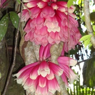 Pokok bunga tecomanthe dendropila ( menjalar)