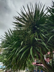 ขายส่ง 100 กรัม เมล็ดจันผา Dracaena cochinchinensis จันทร์ผา จันทร์แดง ลักกะจันทน์ จันผาด่าง ปาล์มปร