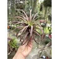 Tillandsia Love Knot *Airplant*