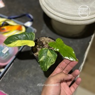 Philodendron Flomay Ornamental Plant (Philodendron Florida Beauty x Mayoii)