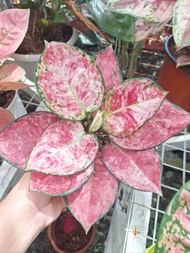 Promo bibit bonggol Aglonema Zonia / Aglonema murah