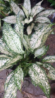 aglaonema snowhite, mother type or matured, real and live plants, uprooted.