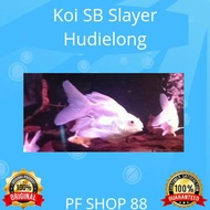 Ikan Hias Koi Butterfly Hudielong Short Body Slayer Import Top Grade