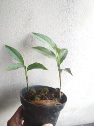 Aglaonema pictum