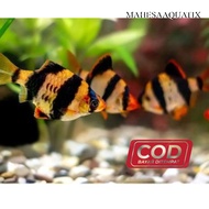 Live CO SMTRA TIGER BARB AQUARIUM DECORATION BONUSLET