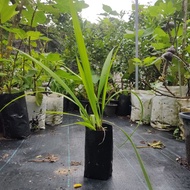 Bawang dayak in polybag