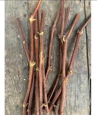 Cutting Rootstock Anggur Import IAC 572 Ready bibit rootstock impor jenis IAC 572 mempunyai Pertumbu