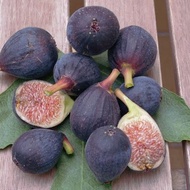 1 ต้น มะเดื่อฝรั่ง ต้นพร้อมให้ลูก ลำต้นสูง 30 ซม Figs Tree สายพันธุ์ Ronde de Bordeaux