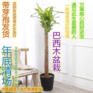 Brazilian Wood Brazilian Iron Lucky Wood Plant Indoor Large Potted Plant Large Green Plant Living Ro