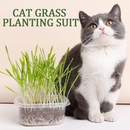 Natural cat grass planting suit Fast Growing Organic Wheatgrass Seed Health Care Hairball Pet cat SG Local Seller