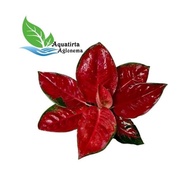 SUKSOM JAIPONG BESAR - Tanaman Hias Aglonema / Aglaonema