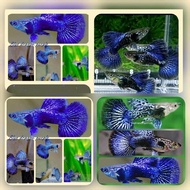 Blu3 Dr4g0n parpel B1G Ear collection contains 2 e (1m1f)