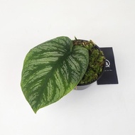 Grosir Monstera Dubia / Tanaman Hias / Indoor Plant