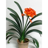 Clivia Miniata Natal Lily kaffir lily real live indoor houseplant 君子兰 pokok tumbuhan bunga hidup hia