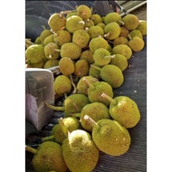 Buah Tarap/Buah lumuk masih muda