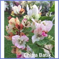 ✓  ✘ SALE!!! CUTTINGS ONLY!! with (Rare Bougainvillea Cuttings)