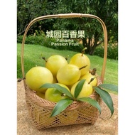 Buy 5kg@RM93 or RM18.60/kg 5kg(75pcs) Panama Golden Rose Passion Fruit 100% Sweet Buah Markisa Kunin