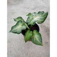 Caladium Shycool Hijau