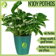 [Local Seller] N’joy Pothos Houseplant Indoor Plant Money Plant Fresh Plant for Gift | The Garden Bo