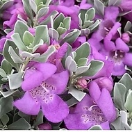 GGN --Pokok Texas Sage -- Tahan Panas --Bunga Purple