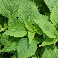 Oregano seeds (5 grams/bag)