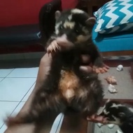 musang biul