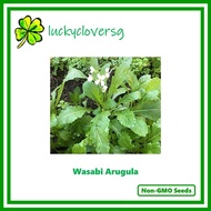 Wasabi Arugula - *Seeds from SG*