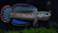 blue bengal 5cm+-