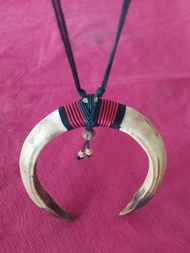 Sepasang taring babi sepasang kalung taring babi