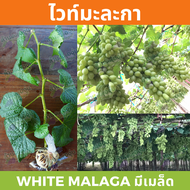กิ่งพันธุ์องุ่น “ไวท์มะละกา” องุ่นมีเมล็ด (White Malaga)