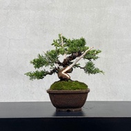 小品盆栽-宮阪系魚川真柏 盆景 送禮