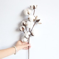 Natural Cotton Dried Flowers Real Flowers Props Wedding Home Decorations Wood Cotton Flower Dry Bran
