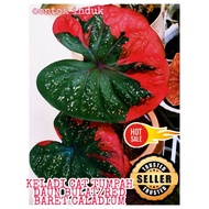 keladi cat tumpah daun bulat/red baret caladium