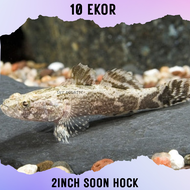 ［10ekor］2inch soon hock live fish aquarium