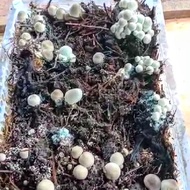 Bibit Jamur Merang Semi Hitam Unggul