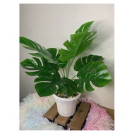 VIRAL ARTIFICIAL MONSTERA / PASU BUNGA MONSTERA / MINI SIZE MONSTERA / POKOK HIASAN / POKOK MONSTERA
