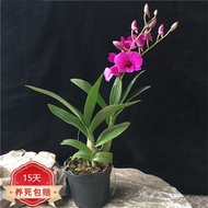 Benao Dendrobium Orchid Potted Flower Indoor Desk Green Plant Phalaenopsis Autumn Dendrobium