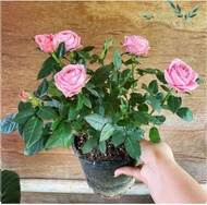 Bibit Mawar Kampung wangi dan Bibit Bunga Mawar Rose