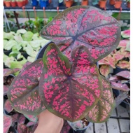 168 Caladium Darth Maul (Real Plants)