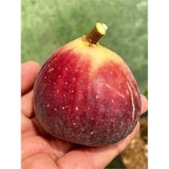 Anak Pokok Tin (Fig) Super Jumbo Large