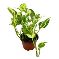Real Plant/ Pokok Njoy Hidup Variegated Epipremnum Aureum Njoy Golden Plants Pothos  Plants