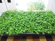 100 + ARUGULA ROQUETTE LATTUGA SEMI cimelio organici non-OGM Verdi Seed Bulk;Seeds Only