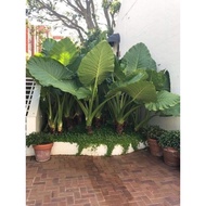 3 elephant root bulbs