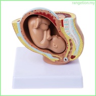 RAN 9th Month Baby Fetus Foetus  Human  Fetal Development Medical