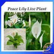 Real Live Plant Peace Lily Spathiphyllum Floribundum Pokok Hidup 白掌 白鹤芋 一帆风顺